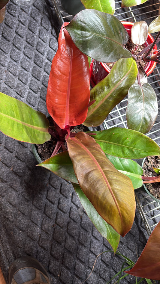 Philodendron Erubescens aka "Prince of Orange", 6" pot