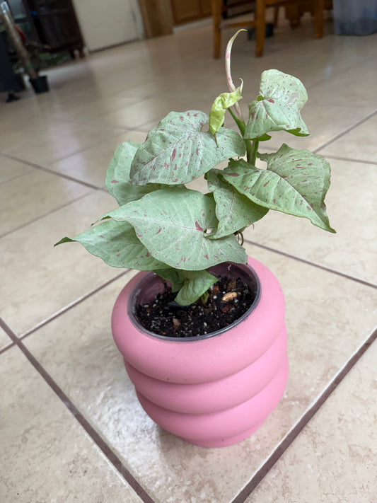 Syngonium “Milk Confetti” in 5” pot/6” deco pink pot