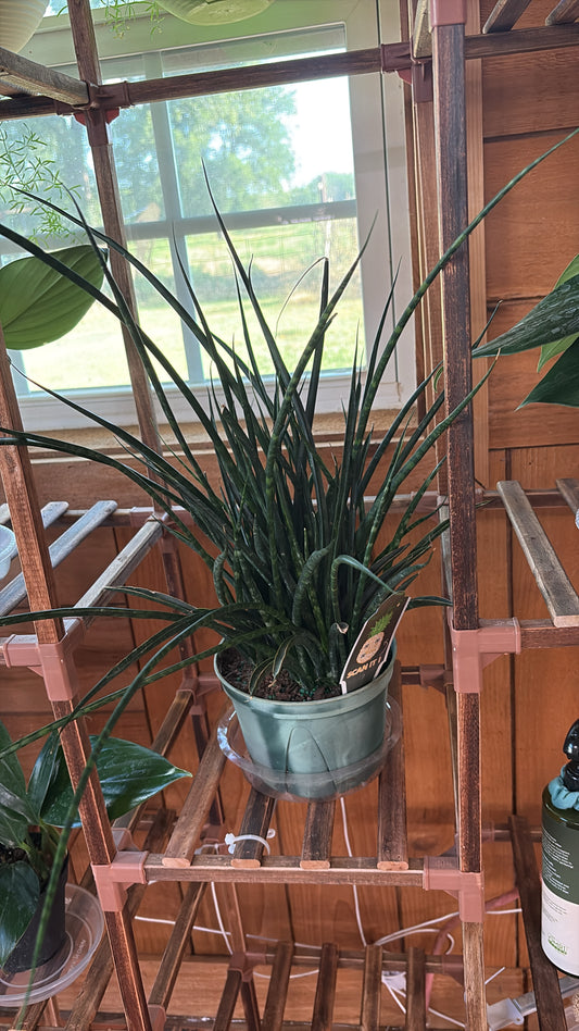 Snake Plant Fernwood (Sanseveira Fernwood )