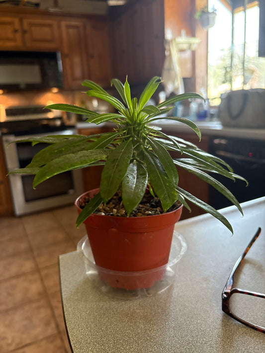 Pachypodium 'lamerei' (Madagascar Palm) - 4" Pot