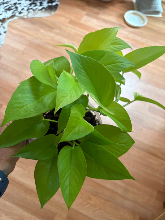 Neon Pothos