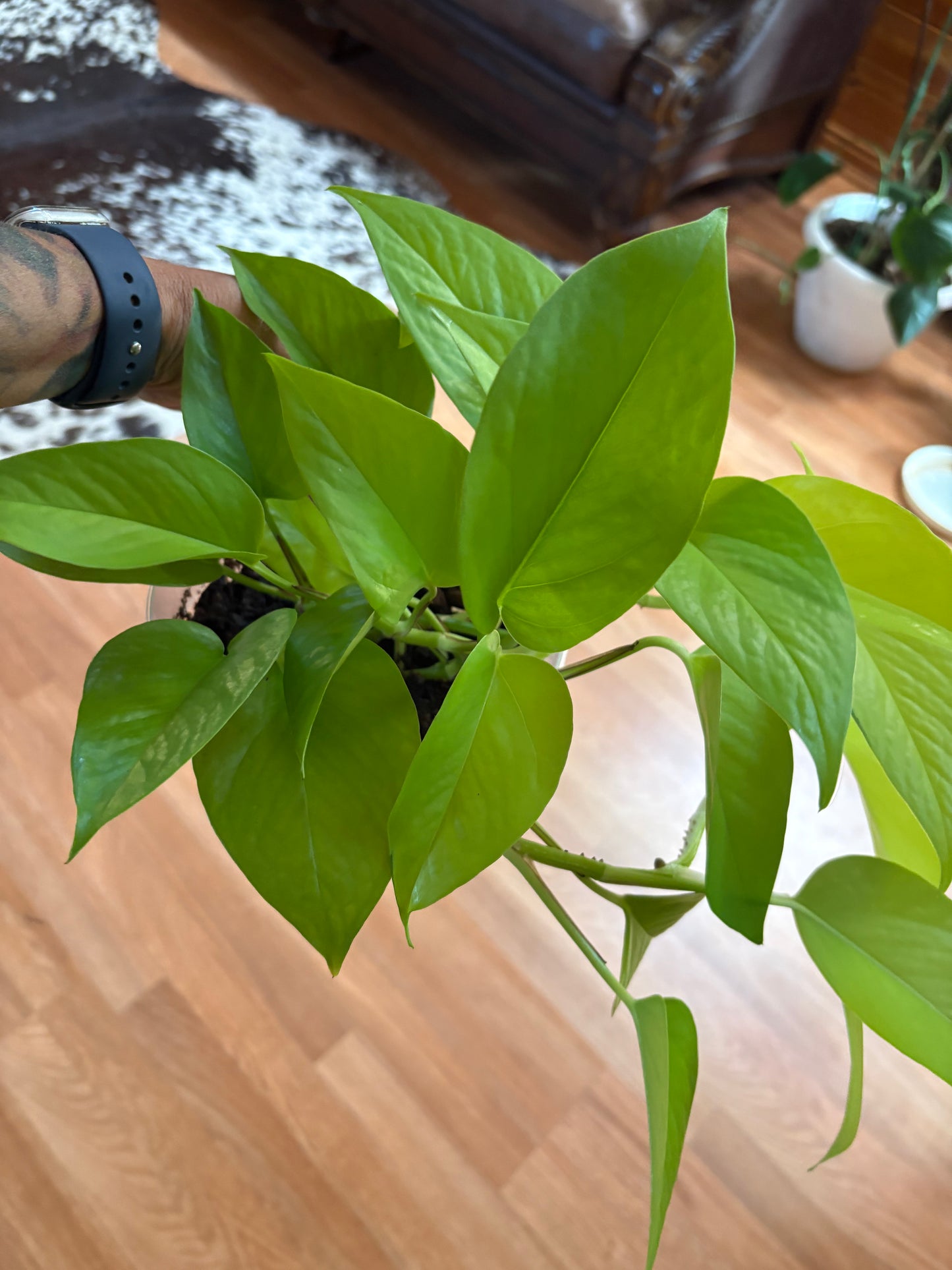 Neon Pothos