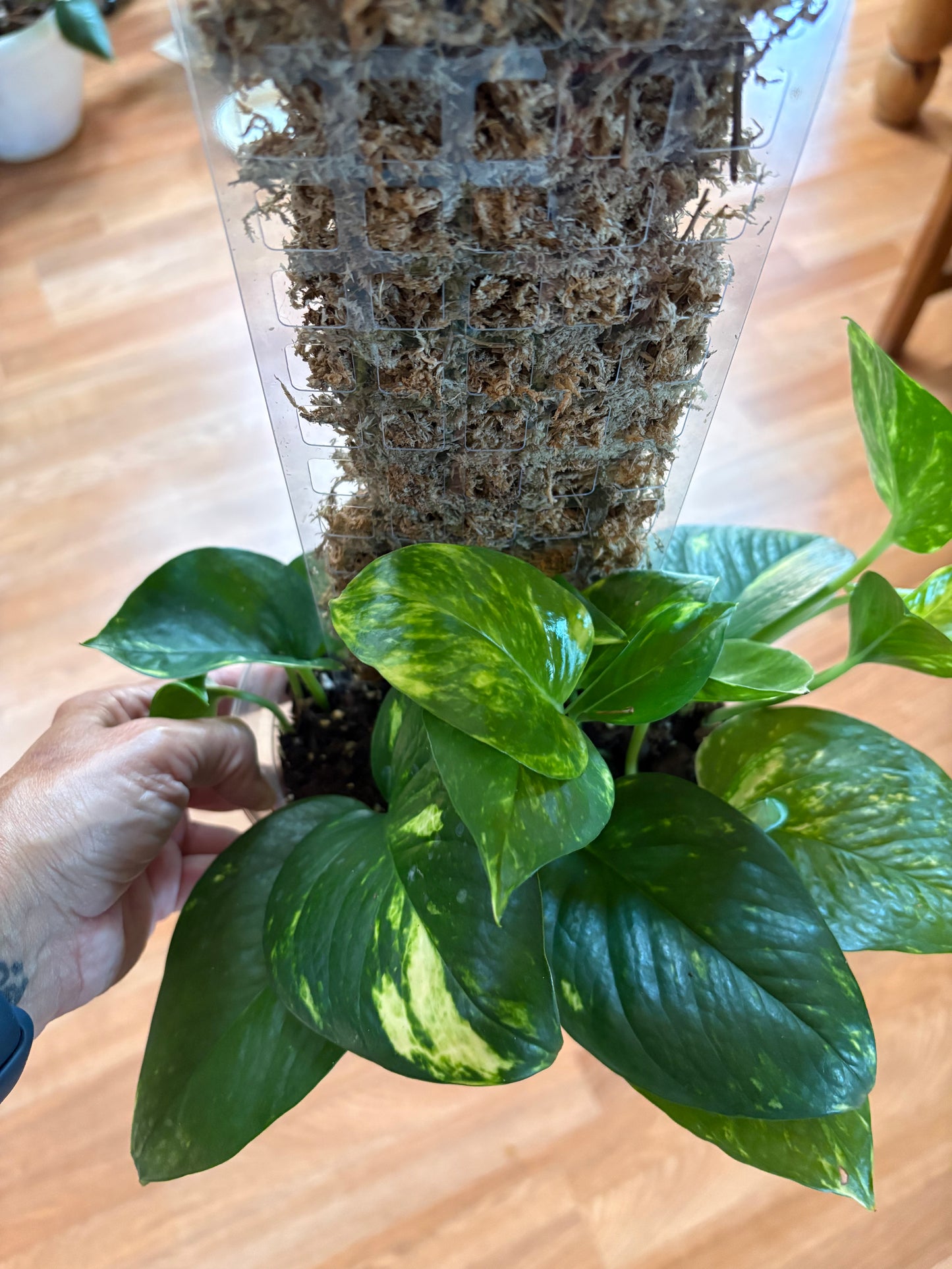 Golden Pothos