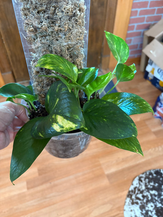 Golden Pothos