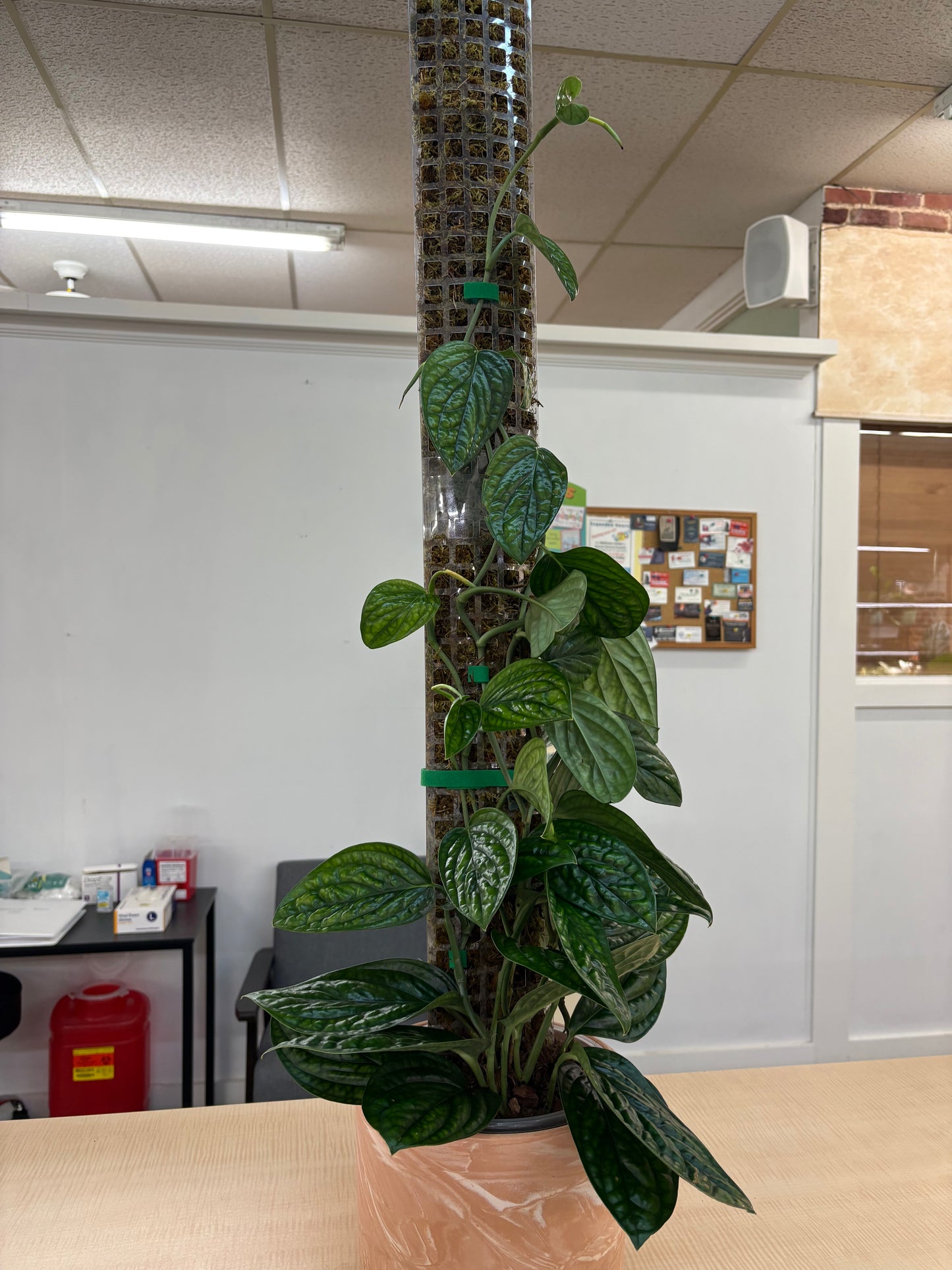 Monstera Peru - Live Plant