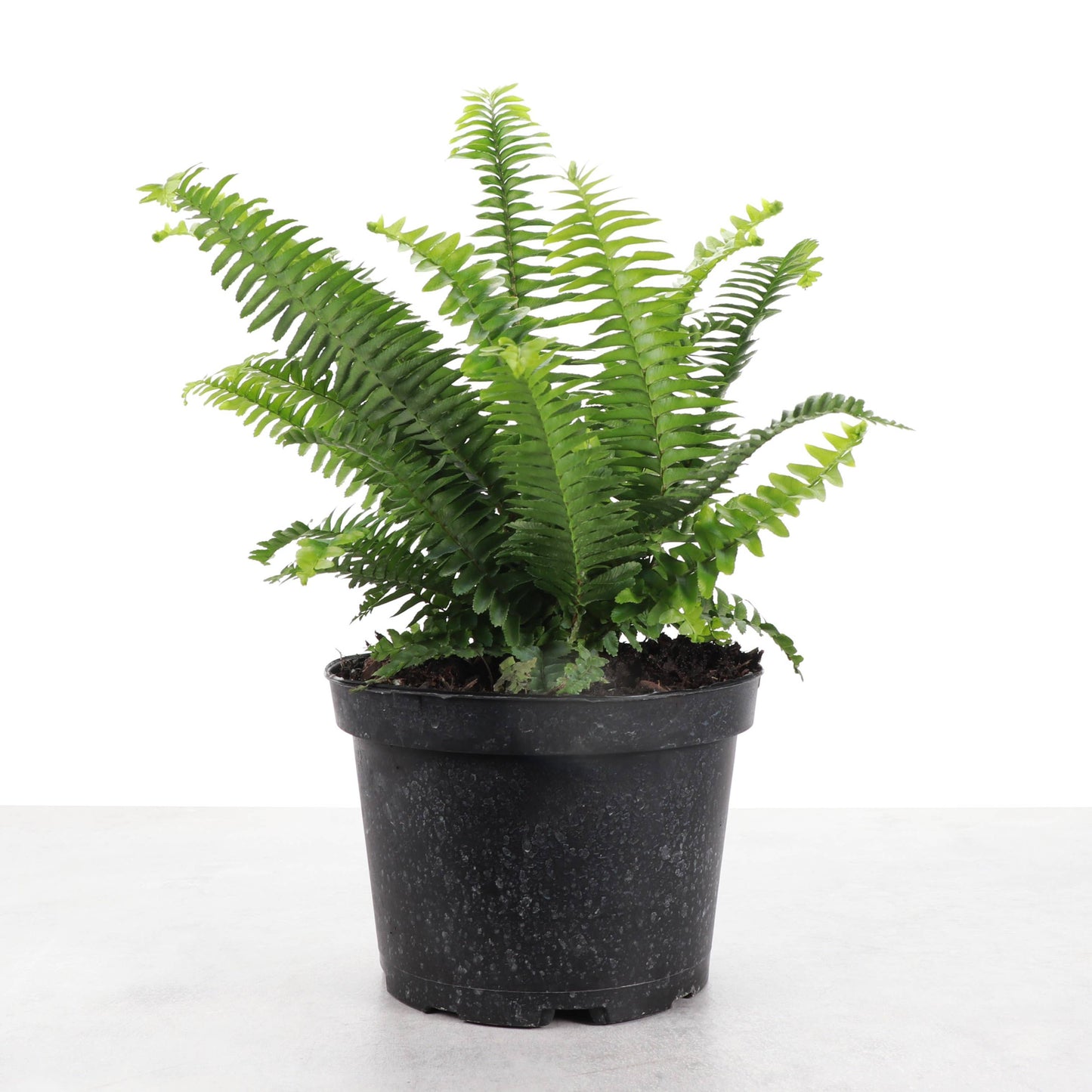 Kimberly Queen  Fern - 6" Live Plant