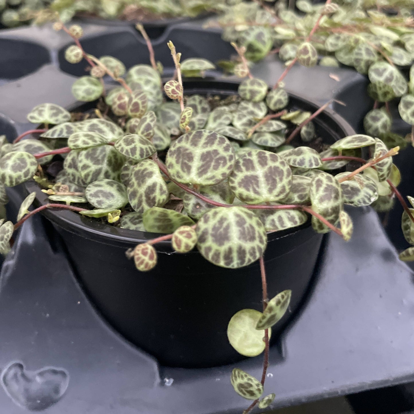 String of Turtles - Live Plant