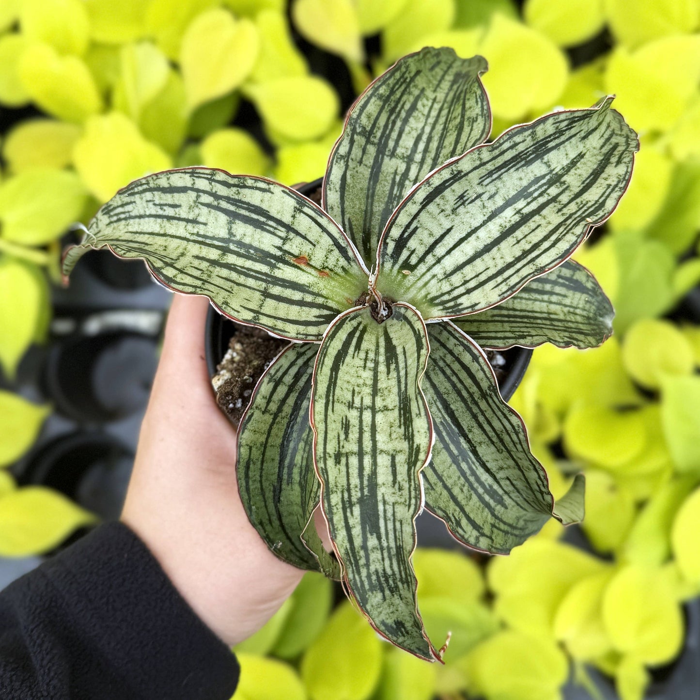 Cleopatra Snake Plant - 4" Live Plant - Rare