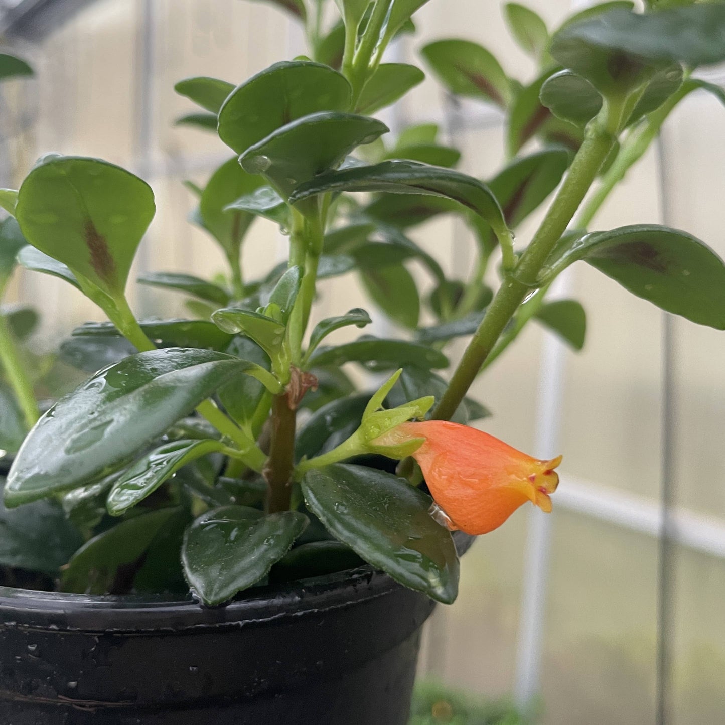 Goldfish Plant - Live Plant