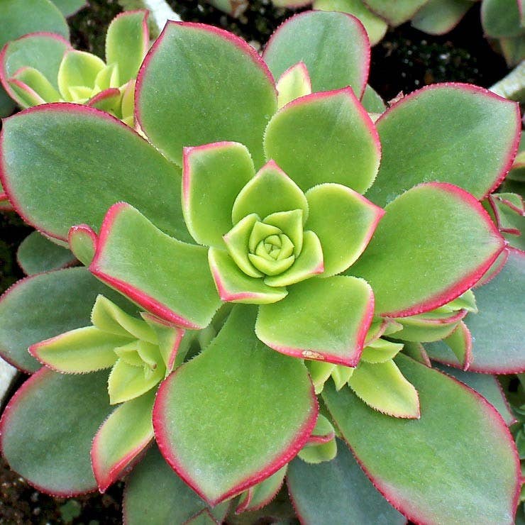 Aeonium 'Kiwi'