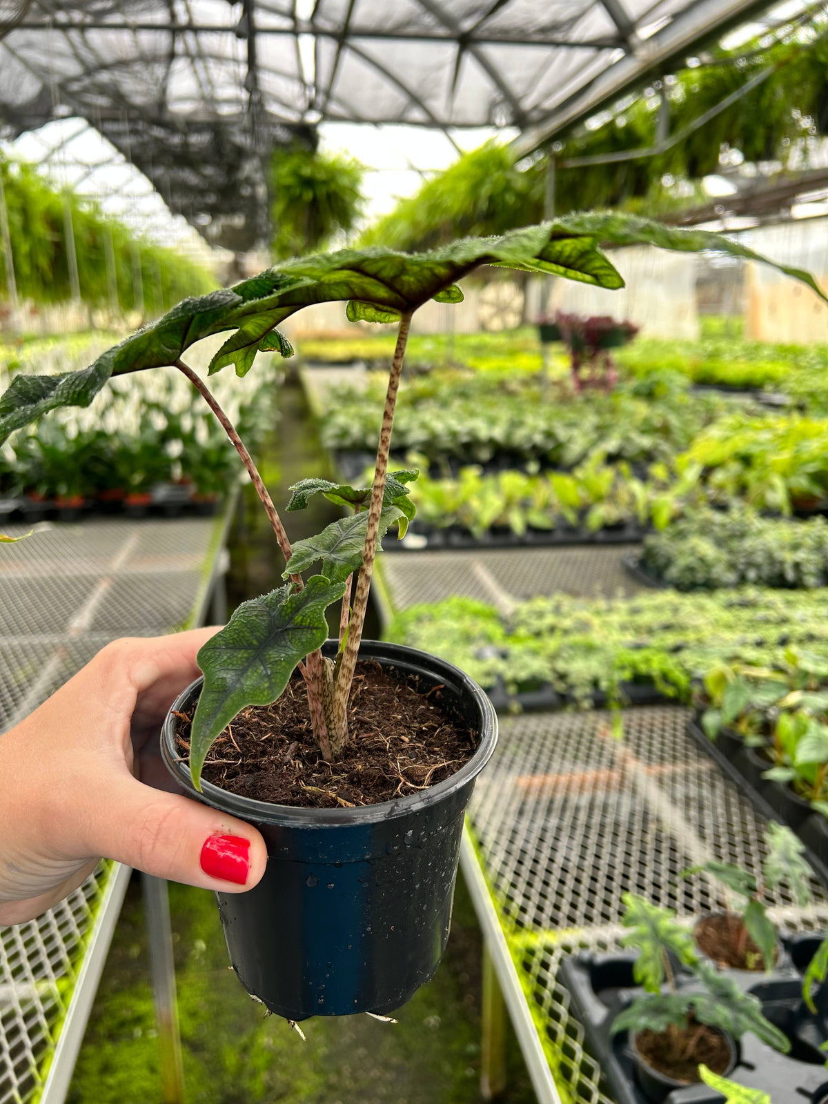 Alocasia Jacklyn - 4" Live Plant - RARE