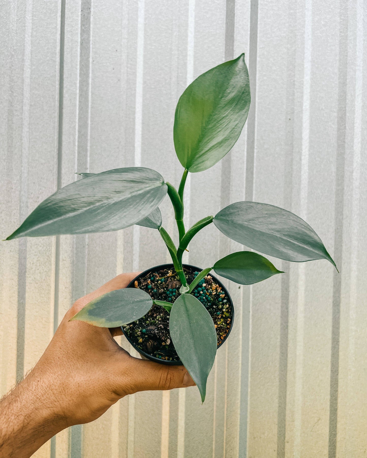 4" Philodendron 'Silver Sword'