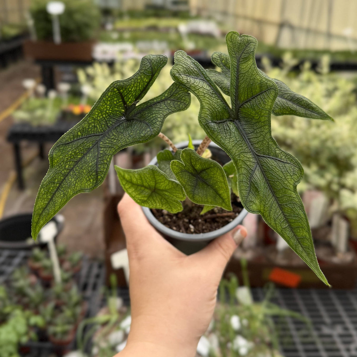 Alocasia Jacklyn - 4" Live Plant - RARE