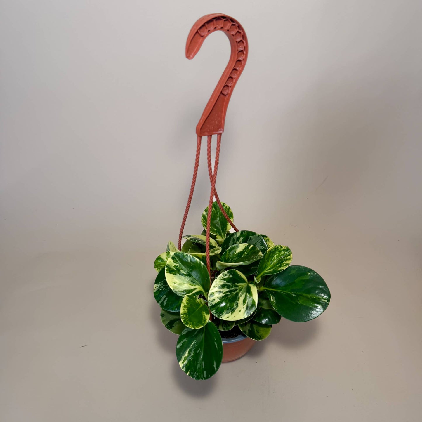 PEPEROMIA Obtusifolia ‘Marble’ Live Plant HB 6in