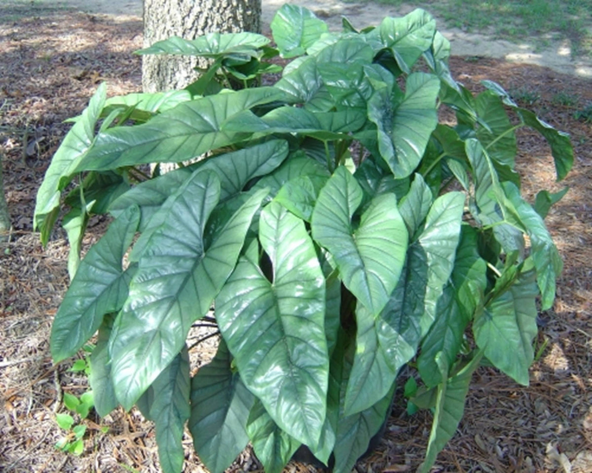 Alocasia Corazon starter