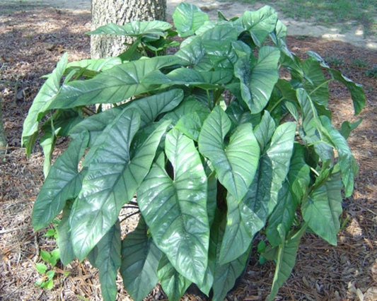 Alocasia Corazon