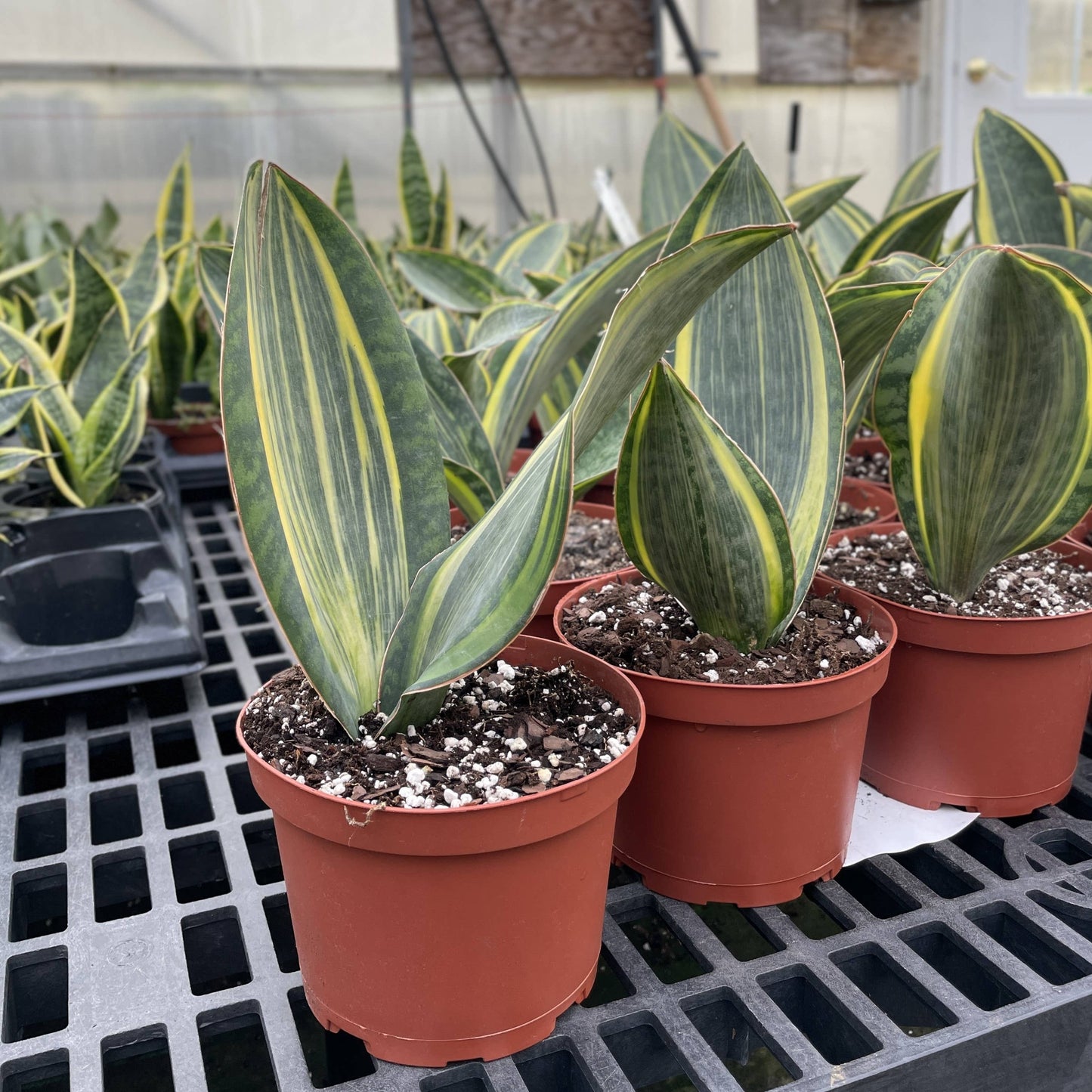 Variegated Whale Fin Snake Plant - Live Plant - Rare