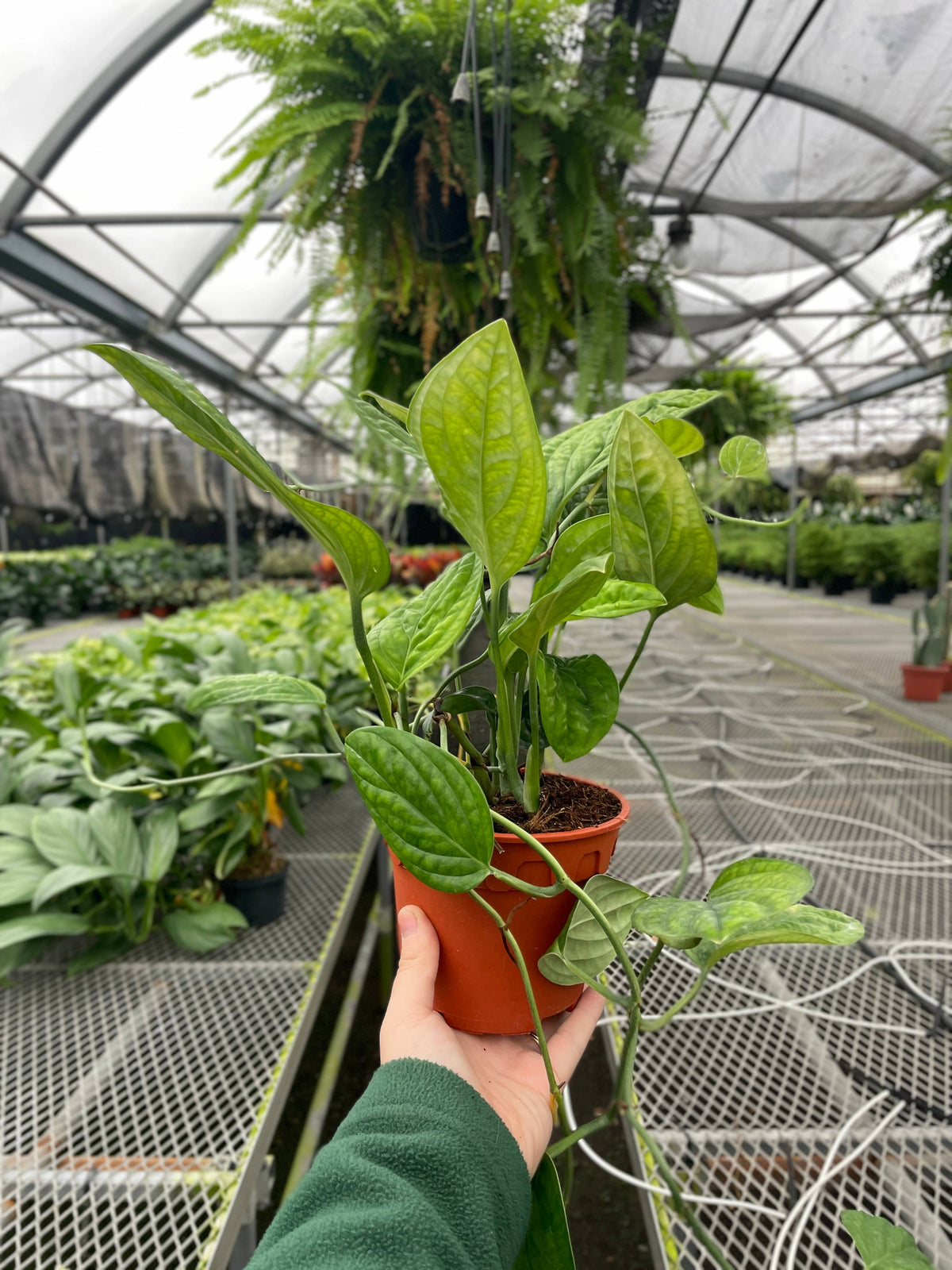 Monstera Peru - Live Plant
