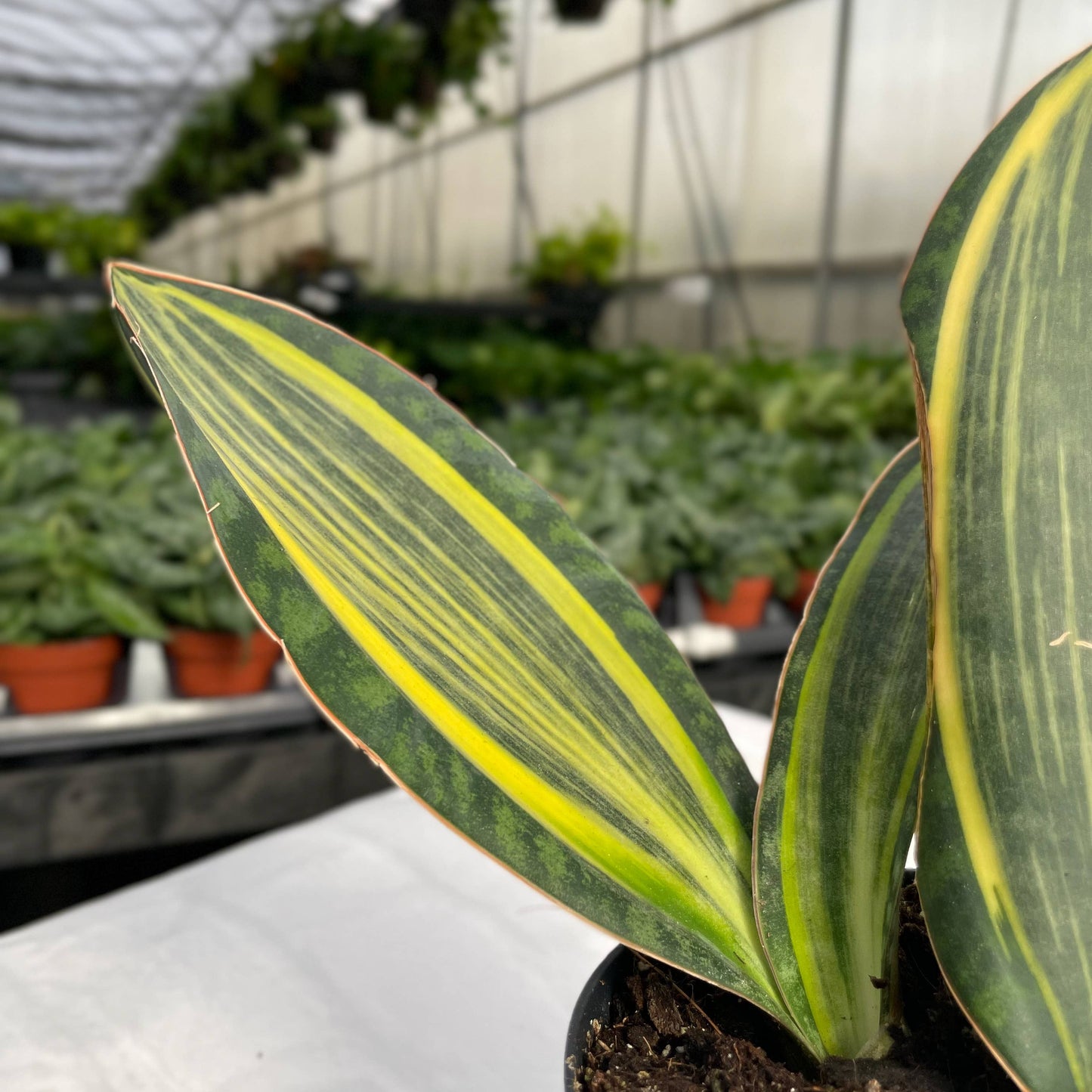 Variegated Whale Fin Snake Plant - Live Plant - Rare