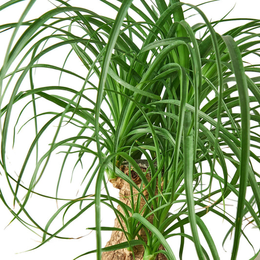 PALM PONYTAIL 6-inch