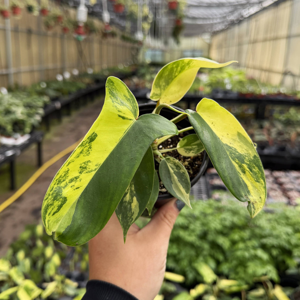 Variegated Florida Beauty Philodendron - 4" Live Rare Plant