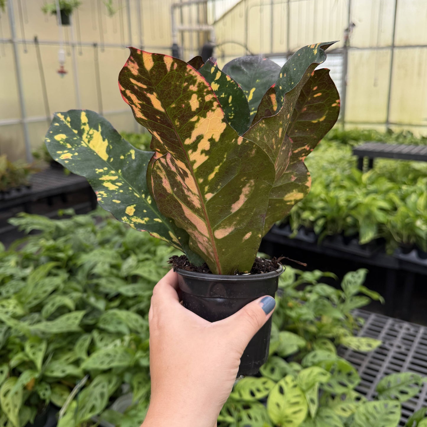 Multicolor Croton 'Magnificent' - 4" Live Plant