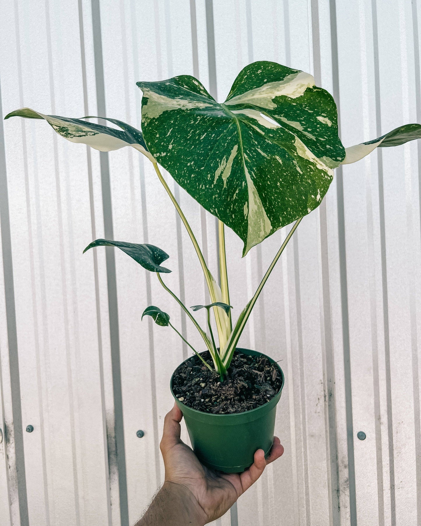 6" Monstera 'Thai Constellation'