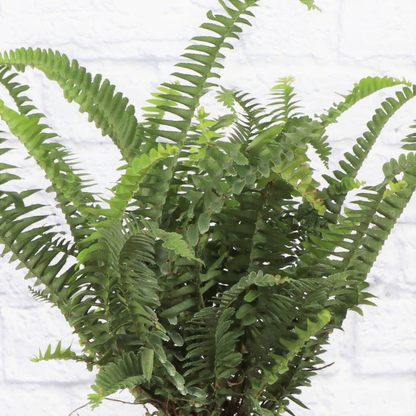Kimberly Queen  Fern - 6" Live Plant