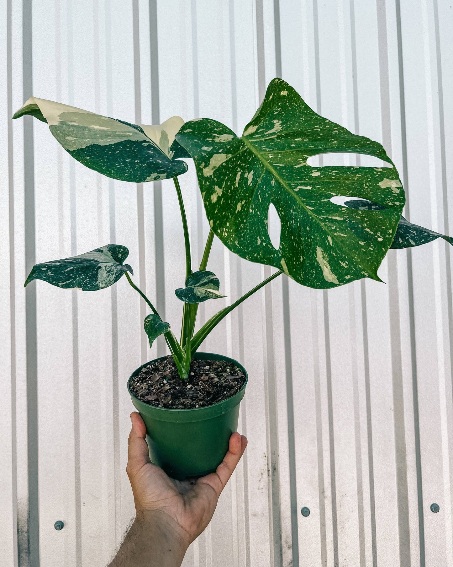 6" Monstera 'Thai Constellation'
