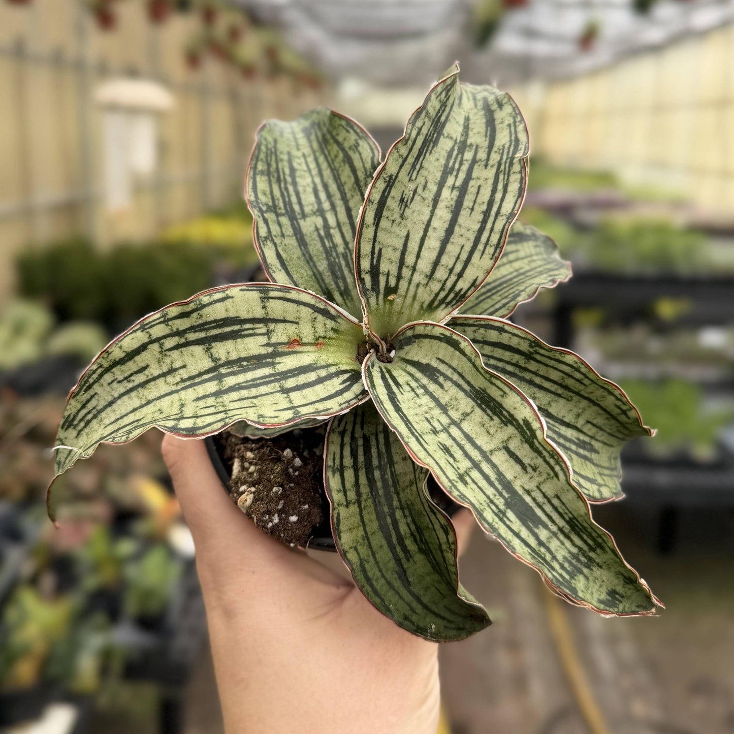 Cleopatra Snake Plant - 4" Live Plant - Rare