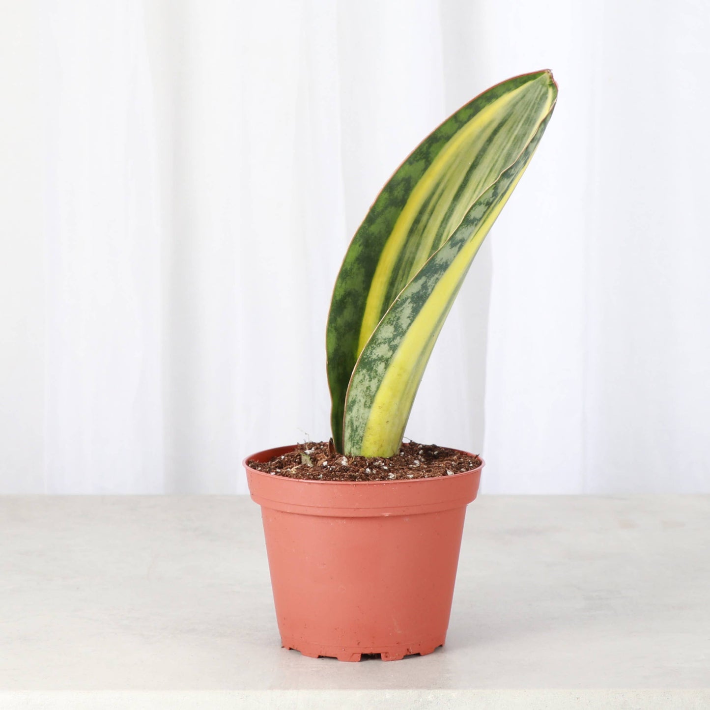 Variegated Whale Fin Snake Plant - Live Plant - Rare
