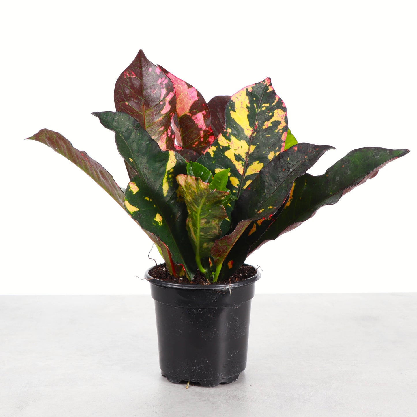 Multicolor Croton 'Magnificent' - 4" Live Plant