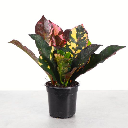 Multicolor Croton 'Magnificent' - 4" Live Plant