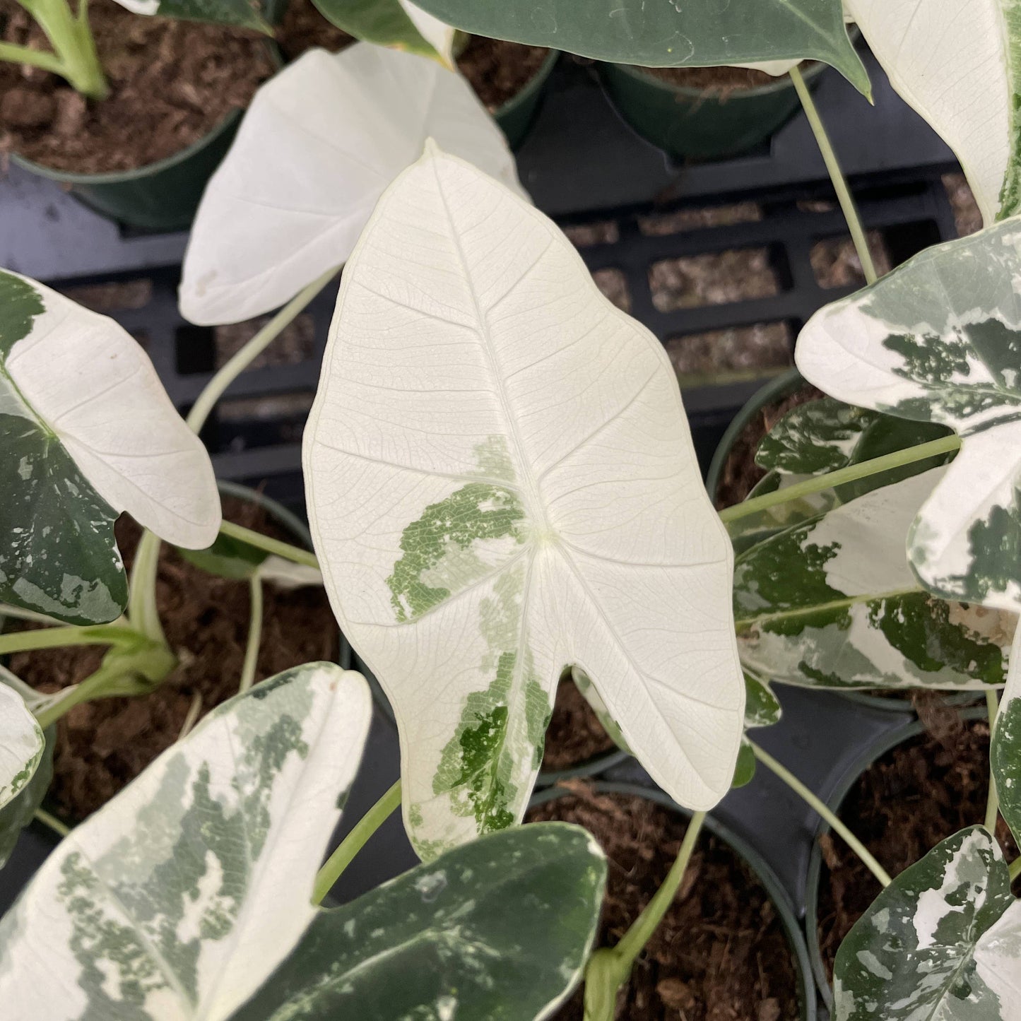 Variegated Alocasia Frydek - 4" Live Plant