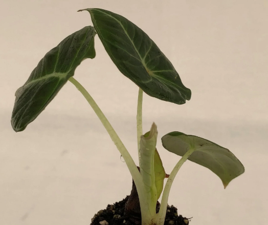 Alocasia Black Velvet. starter