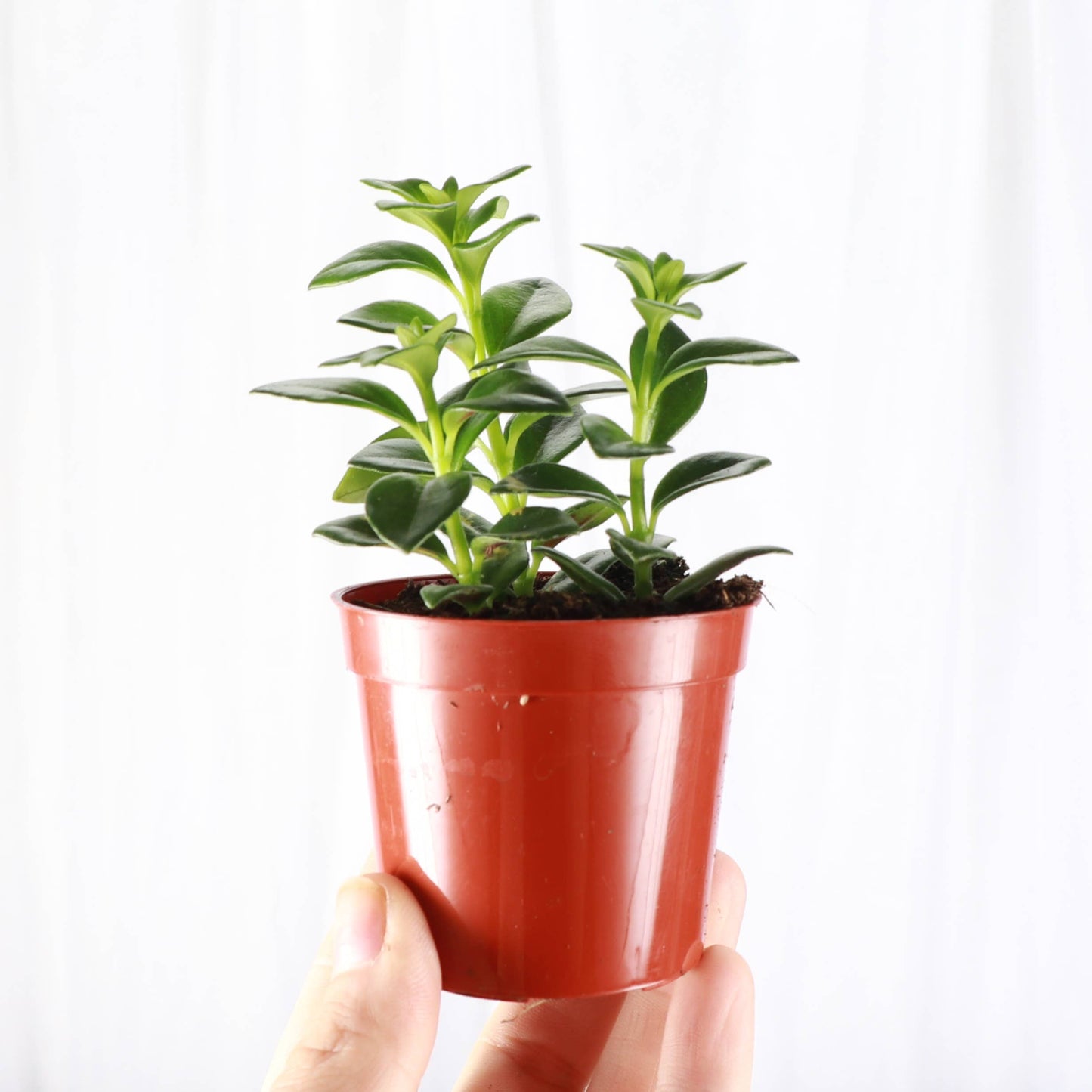 Goldfish Plant - Live Plant