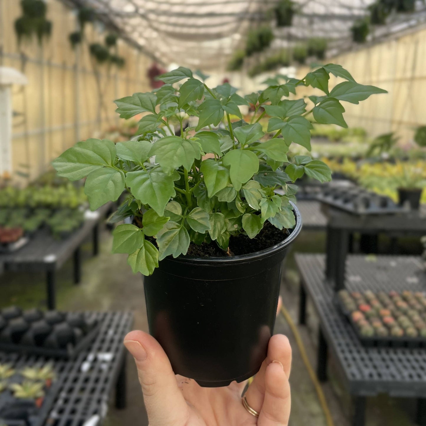 China Doll - 4" Live Plant
