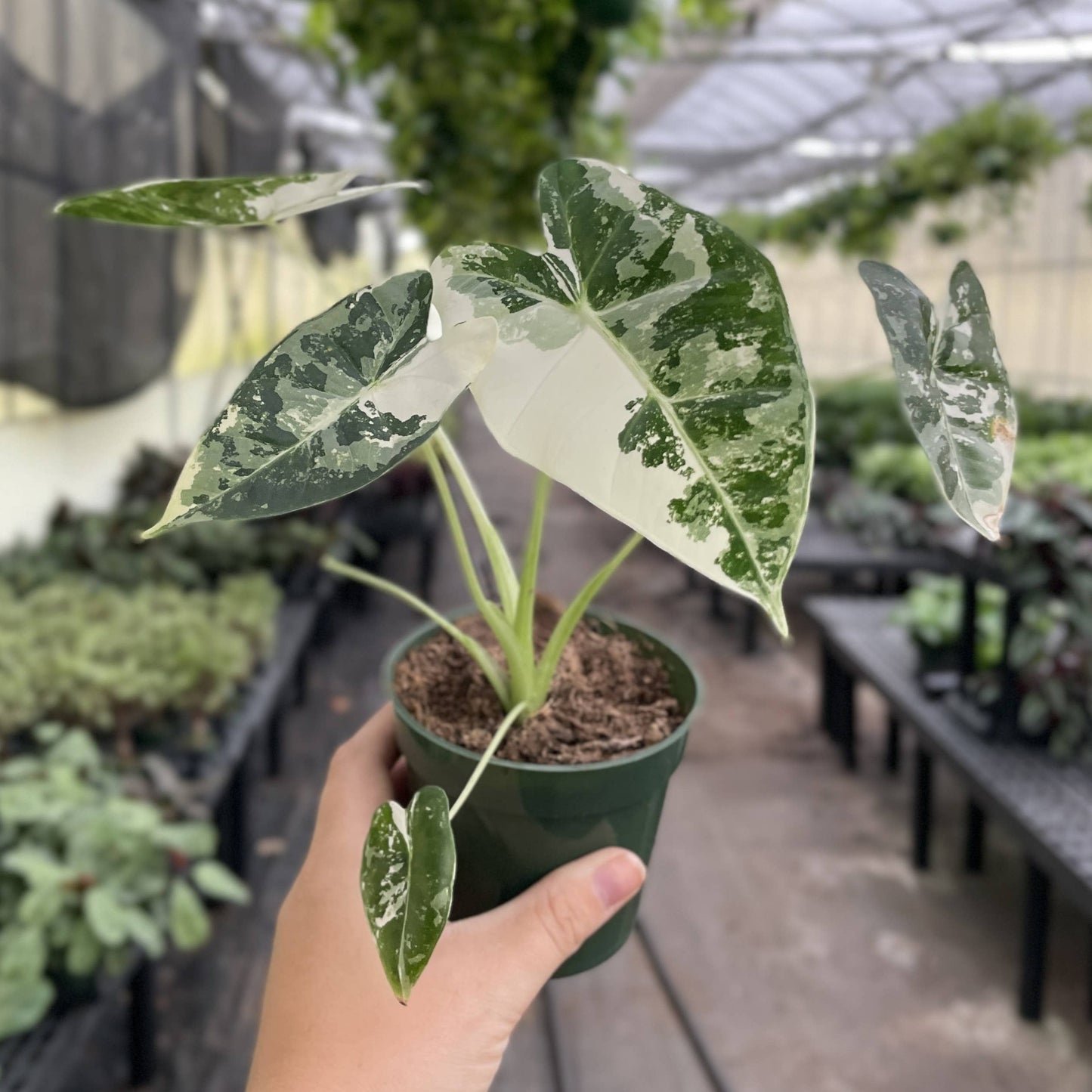 Variegated Alocasia Frydek - 4" Live Plant