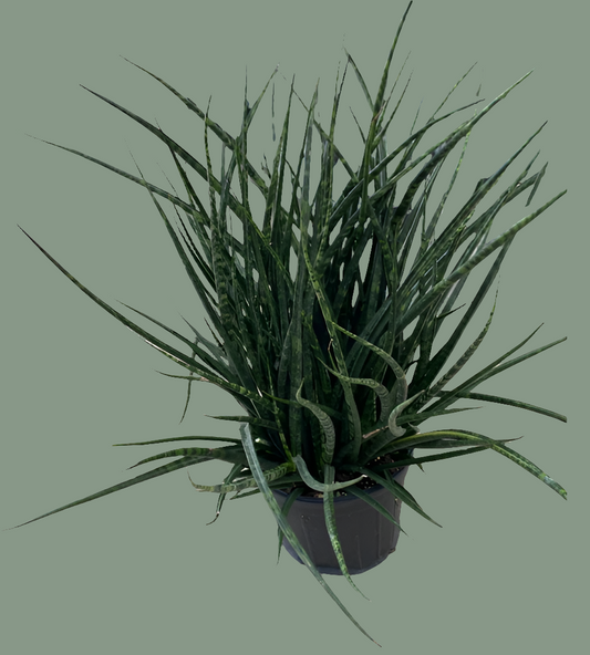 Sansevieria Fernwood, 6" pot