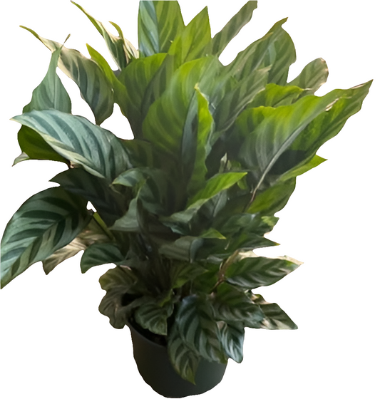 Calathea Concinna (aka"Freddie" or "Peacock Calathea), 6" pot