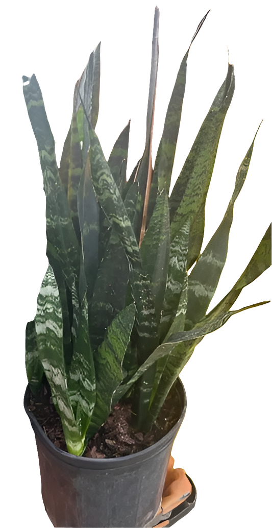 Sansevieria Black Coral 5 PPP, 10" pot