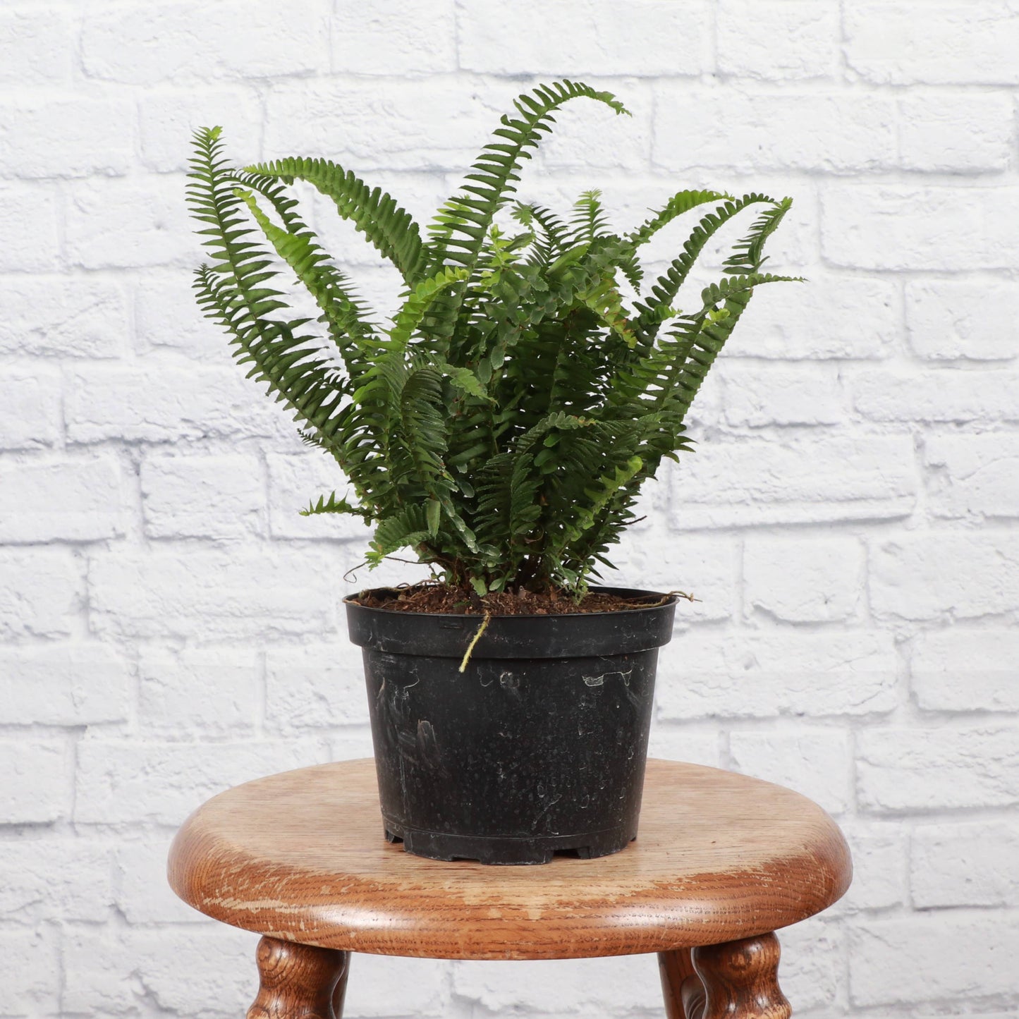 Kimberly Queen  Fern - 6" Live Plant