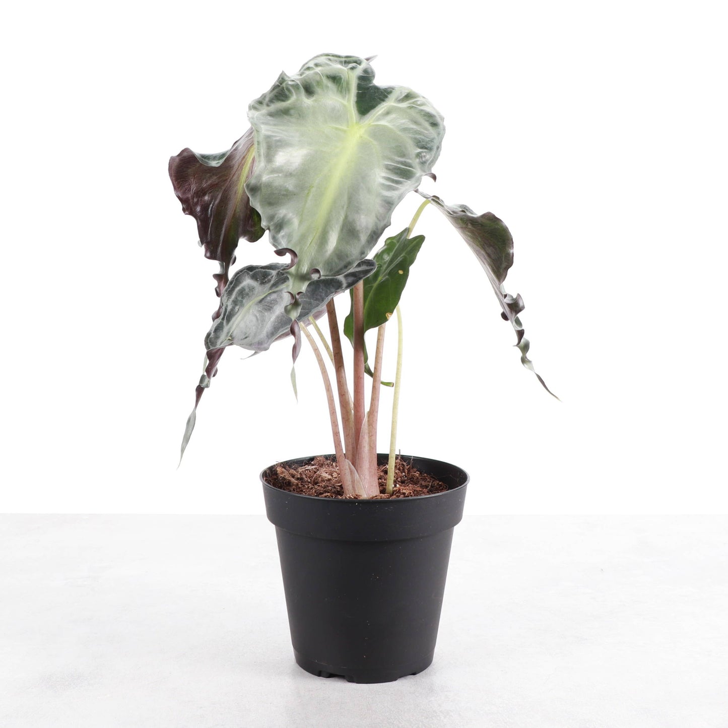 Alocasia Venom - 4" Live Plant