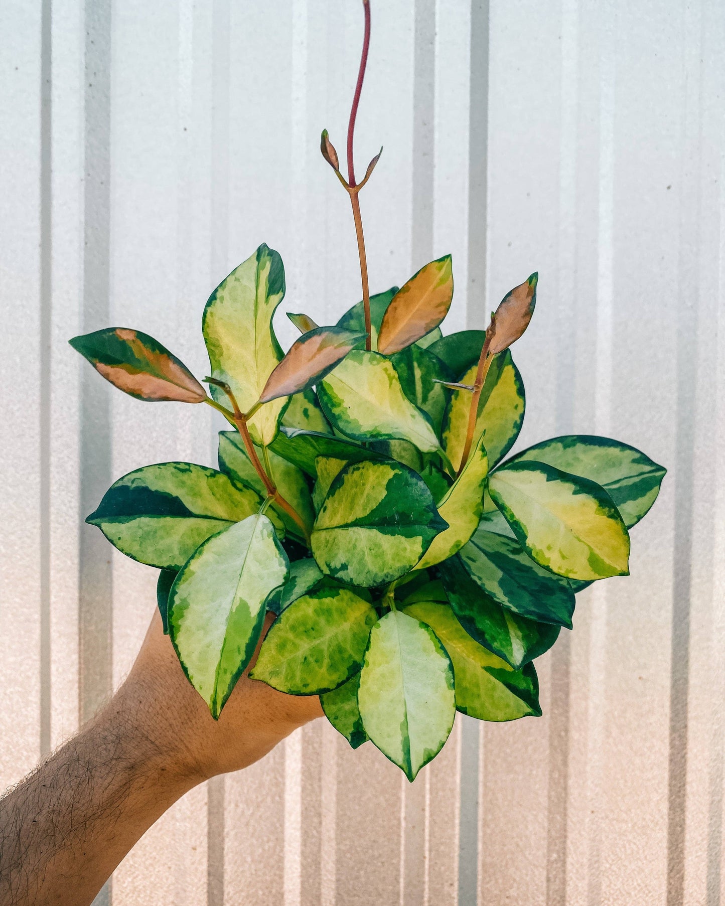 4" Hoya 'Australis Lisa'