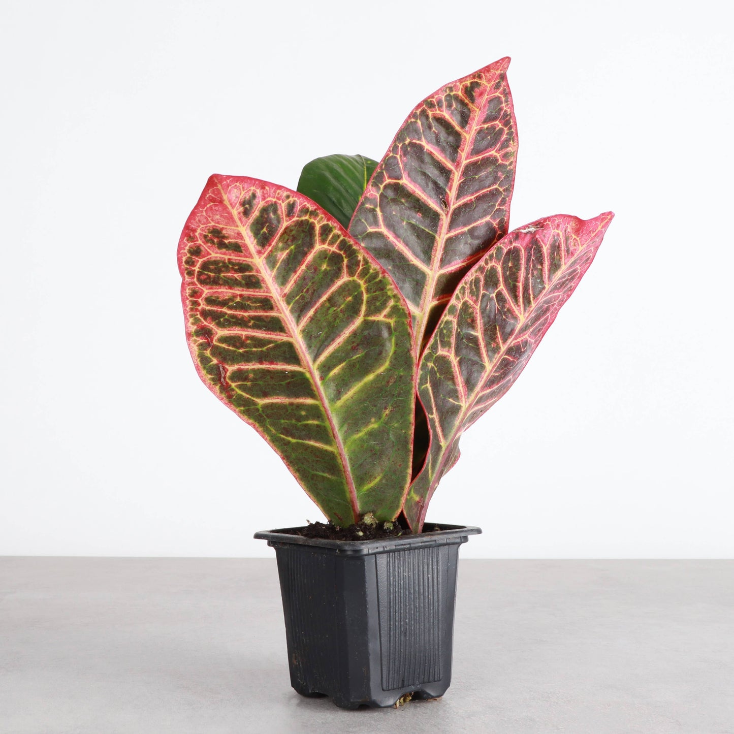 Petra Croton - Live Plant