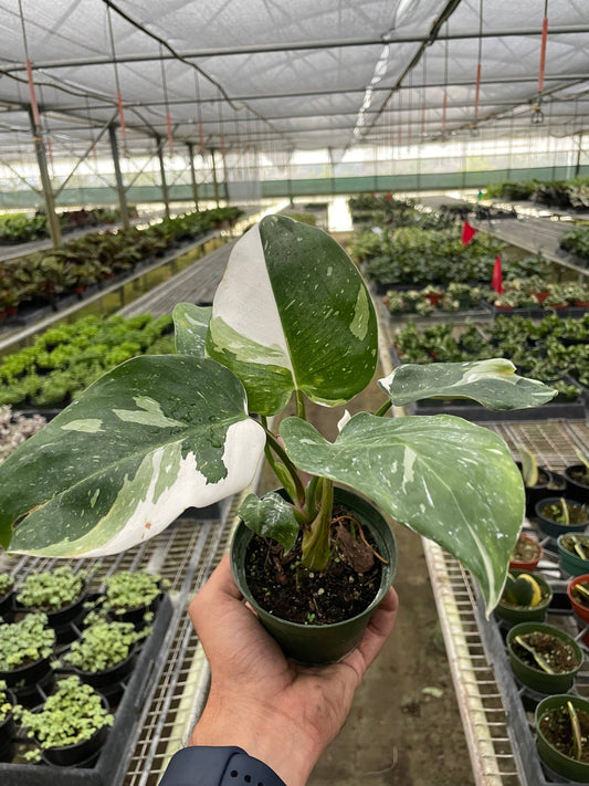 Philodendron 'White Princess' - 5” pot