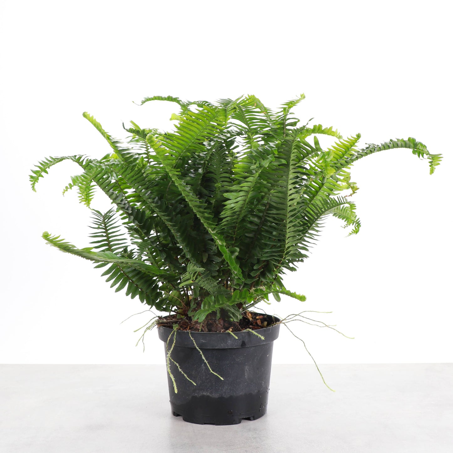 Kimberly Queen  Fern - 6" Live Plant