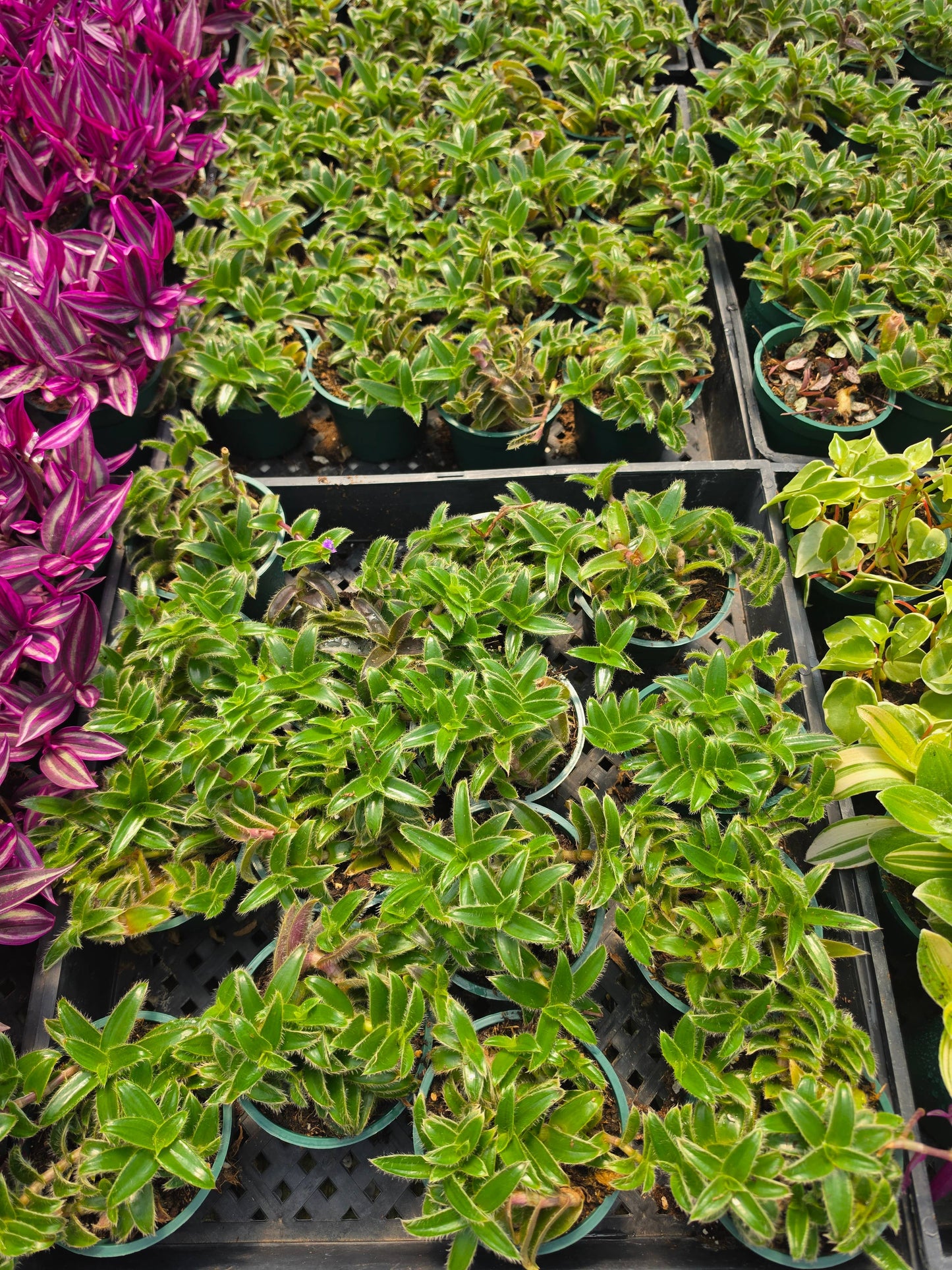 Tradescantia Kitten Ears