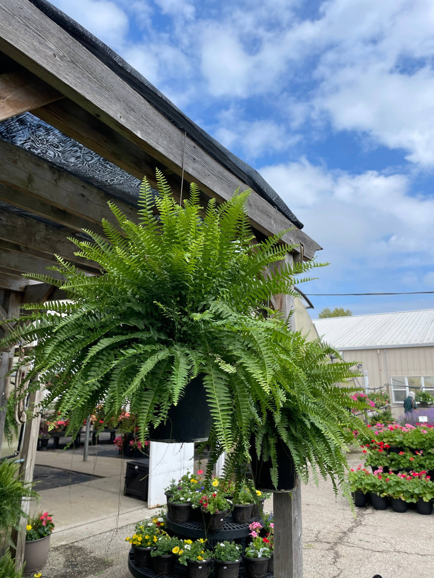 Boston Fern - 10" Diameter Hanging Basket - Live Plant