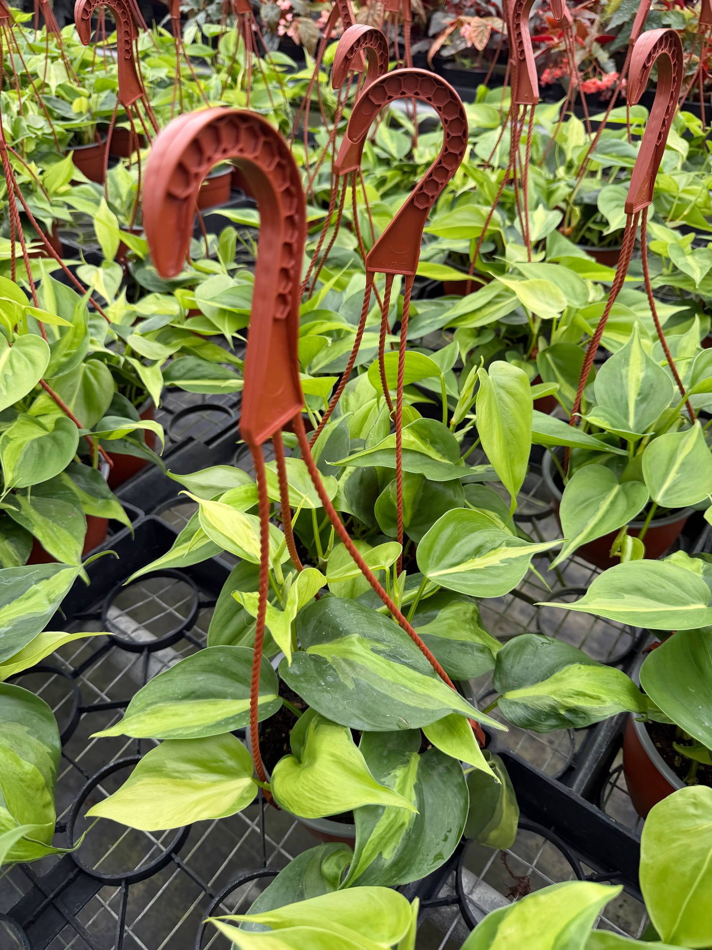 PHILODENDRON Brasil HB Live Plant 6in’